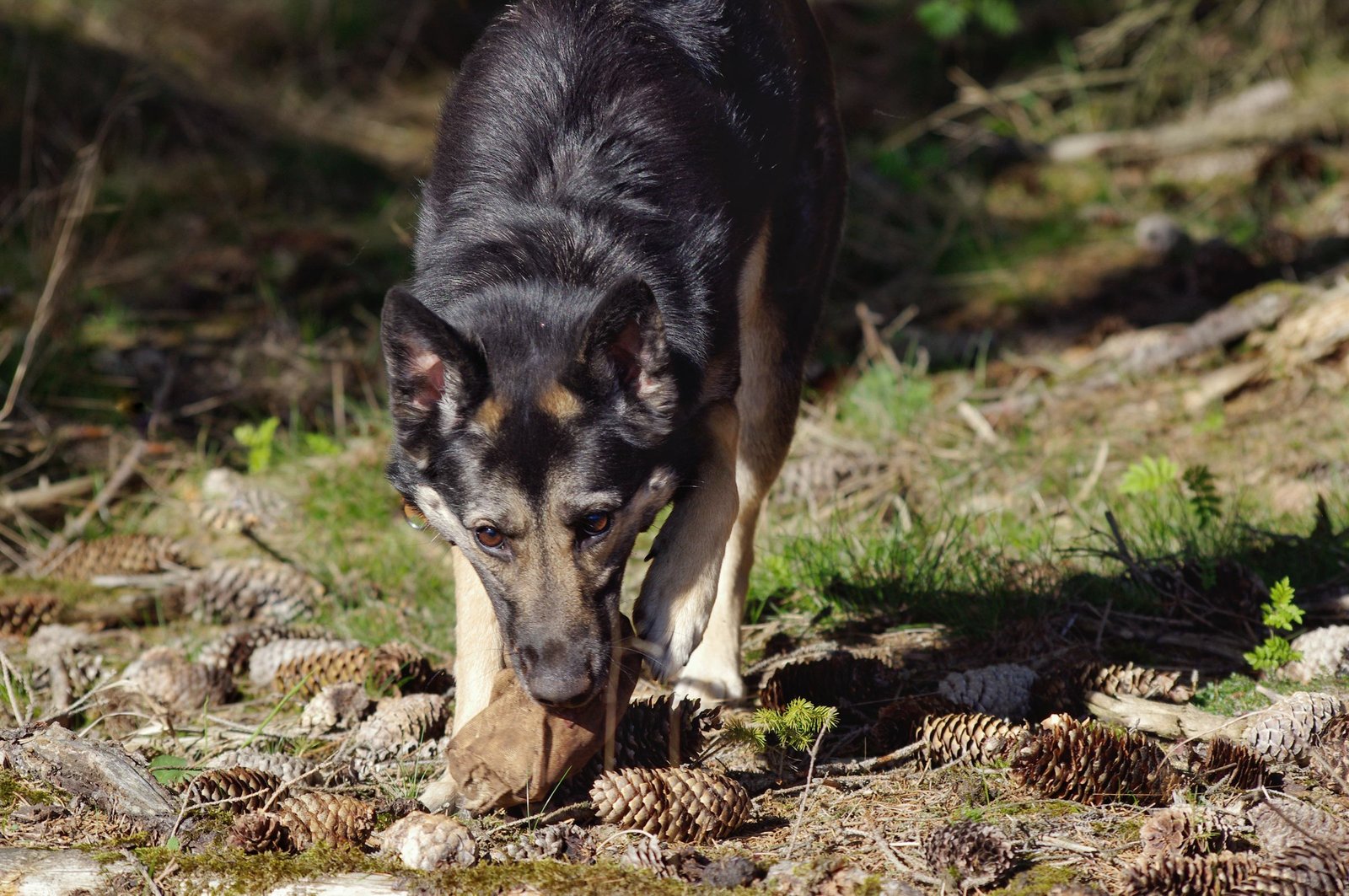 Schwarz-brauner Schäferhund trägt ein Spielzeug durch den Wald
